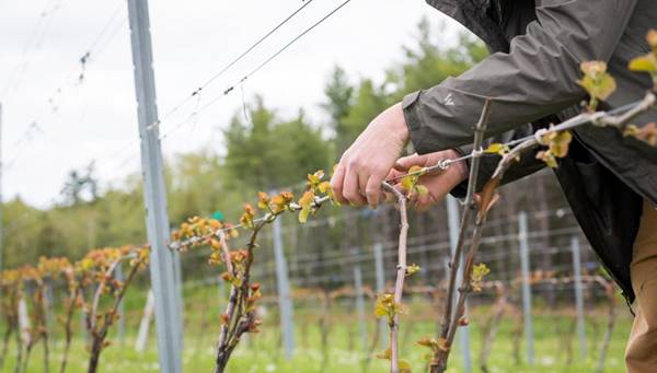 A worker is trimming grapes on the oval wire.